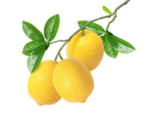 lemon with leaves isolated