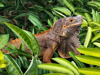 Orange iguana is sunbathing on a green leafy tree trunk, in the morning, with a natural blurred background.
