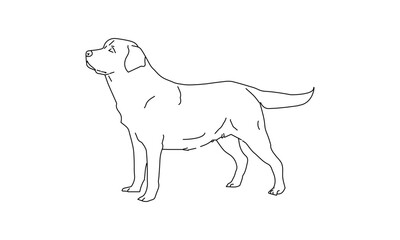 Minimalist Line Drawing of a Labrador Retriever Dog in Outline Style