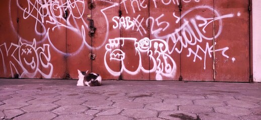 cat is looking at graffiti
