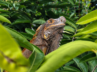 Orange iguana is sunbathing on a green leafy tree trunk, in the morning, with a natural blurred background.