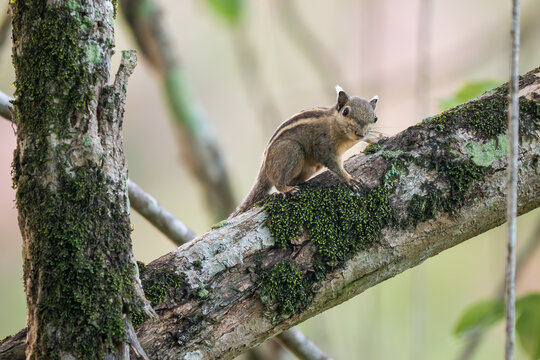 Cambodian Striped Squirrel - Tamiops rodolphii, beautiful shy squirrel native to forests and woodlands for Indochina, Vietnam.