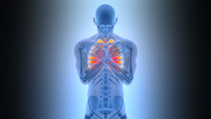 Human Respiratory System Lungs Anatomy