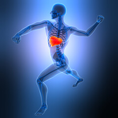 Obraz premium Human Internal Digestive Organ Liver Anatomy