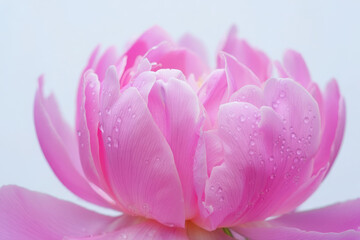Fototapeta premium Close up of a delicate pink peony flower with water droplets