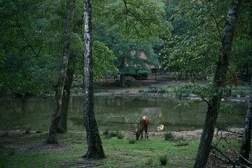 Red deer grazing near a tranquil forest lake in a European nature reserve. Perfect for wildlife magazines, eco-tourism ads, or environmental conservation content.