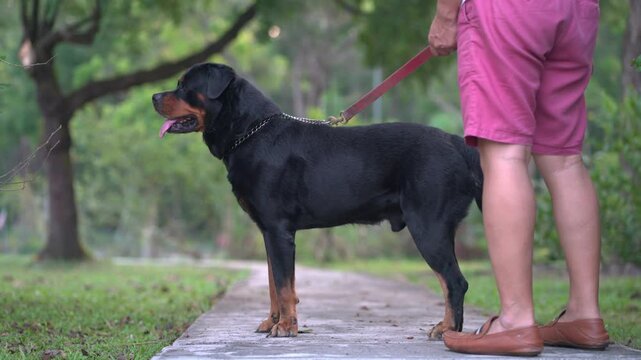 Close up of adult male dog Rottweiler, standing and looking around, strong guarding instinct and with leash on.