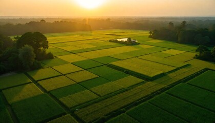 	
“Aerial view of rice fields in India glowing green at sunrise.”	
