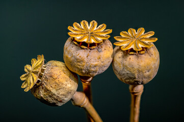 Dry poppy heads against a dark background, ready for harvest