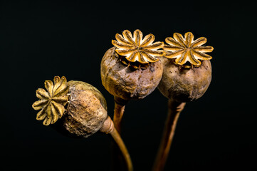 Three textured dry poppy heads against a dramatic dark background
