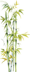 Obraz premium Vector watercolor painted bamboo. Hand drawn flower design elements isolated on white background.
