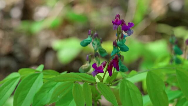 Spring vetch (Lathyrus vernus) with turquoise and violet flowers, decorating the forest floor, shown in mid-shot among green foliage in a natural outdoor setting.