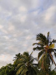 Obraz premium palm trees on the beach