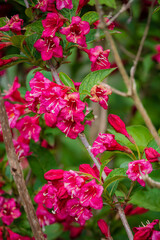Colorful pink blossoms burst into life against verdant leaves, showcasing nature's beauty in spring