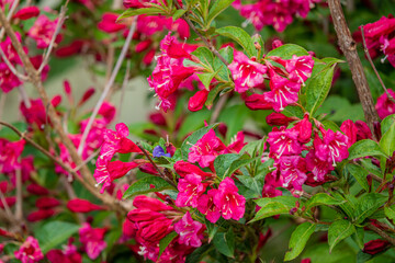 Lush foliage showcases stunning pink flowers, capturing the essence of spring in a serene setting