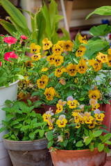 Bright yellow pansies and pink flowers create a lively garden display in terra cotta pots