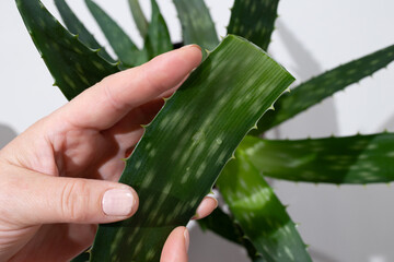 A hand gently holds a vibrant green aloe vera leaf showcasing its thick texture and pointed edges....