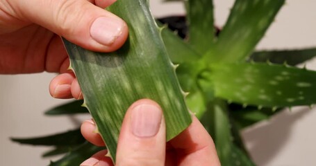Discover the benefits of aloe gel in this engaging guide. Step-by-step instructions reveal how to extract and apply aloe for hydration, enhancing your home care routine naturally.