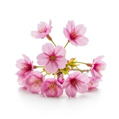 Obraz premium Delicate Pink Cherry Blossoms on White Background