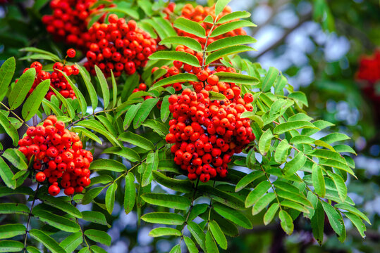 Red Rowa leaves on a blue sky background
