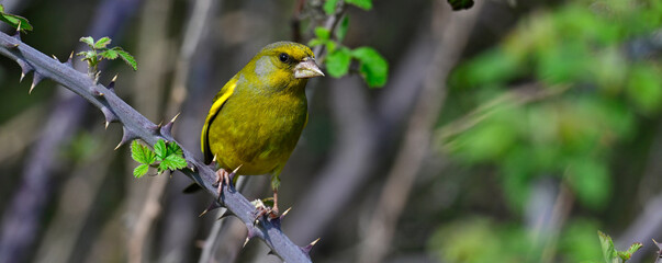 Grünfink // European greenfinch (Chloris chloris)