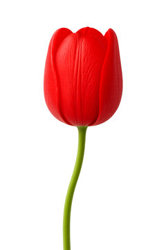 Tulib Isolated on Transparent Background, isolated on a transparent background. Perfect for digital design,  romantic themes, floral decoration, and stock photography use.