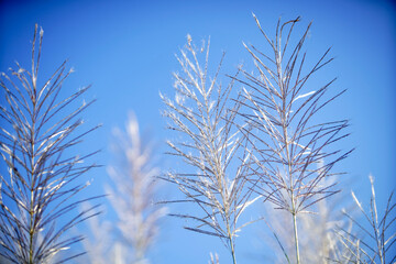 Delicate Grass Stems Against Clear Blue Sky in Natural Setting