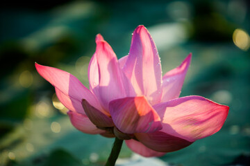 Obraz premium Pink Lotus Flower in Soft Light on Reflective Water Surface