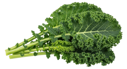 Isolated Bunch of Kale