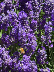 Obraz premium Purple flowers in the garden. Lavender bush with the bee, selective focus