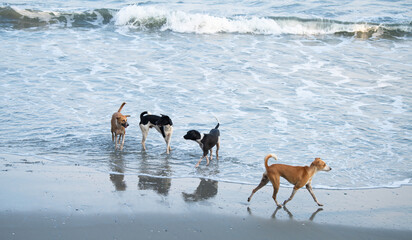 Group of active dogs playing together on the ocean beach, pet splashing water wave, outdoor fun activity for animal