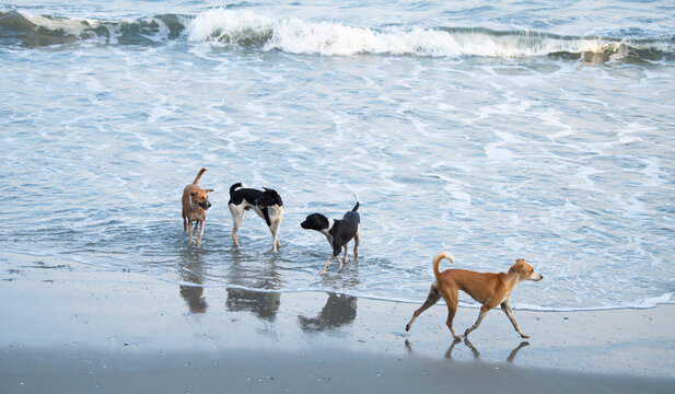 Group of active dogs playing together on the ocean beach, pet splashing water wave, outdoor fun activity for animal - Powered by Adobe
