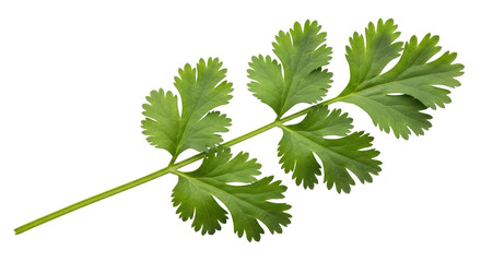 Isolated cilantro leaves