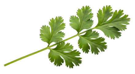 Isolated cilantro leaves