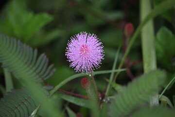 flower of Mimosa pudica, commonly known as the 