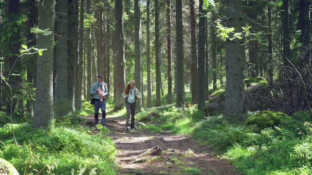 Couple hiking in Finnish forest, walking on a sunny trail among tall trees with backpacks in National Park, enjoying outdoor adventure and pure nature.