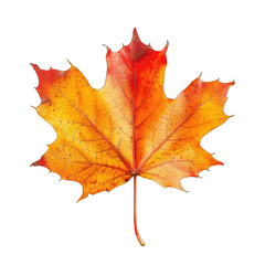 Fototapeta premium Autumn maple leaf, vibrant colors
