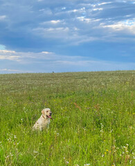 golden labrador retriever sitting contentedly in lush green meadow under partly cloudy sky...