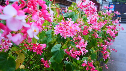 Tropical flowers bloom vibrantly, showcasing exotic colors, unique shapes, and thriving in warm climates.