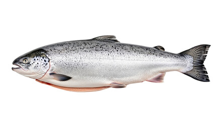 Naklejka premium Isolated Salmon Fish
