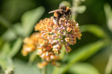 bee on flower