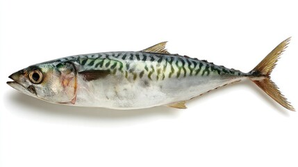 Fresh Mackerel Fish