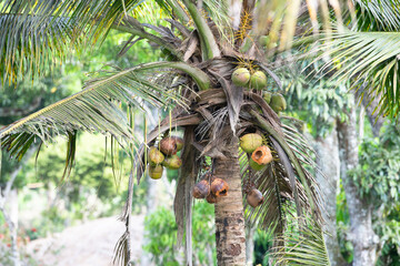 Coconuts growing on a palm tree in India, tropical climate, beach of Goa, perennial plant and fruit, Nam Hom coconut