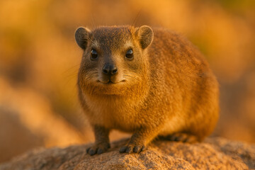 Closeup of rock hyrax sitting on rock with autumn background in forest