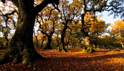 Autumn forest scene with sunlight filtering through trees