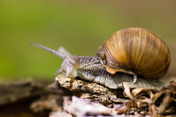 Helix pomatia or Roman snail, edible snail. Close-up of grape snails on tree bark in a natural forest environment. The image captures the texture of the snail shells and rough bark surface.