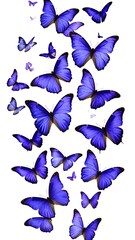 Vertical array of vibrant blue butterflies on white