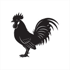 rooster isolated on white background