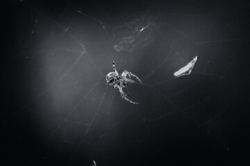 black and white image of spider in his web