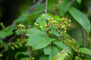 unripe bird cherry berries on branch